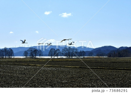 猪苗代湖畔の田圃を飛ぶ白鳥に会津若松ウィンドファーム 73686291