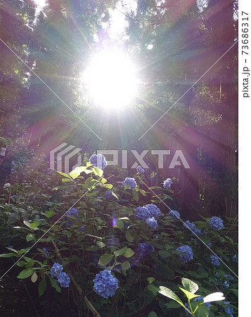 満開のアジサイ あじさい 紫陽花 満開のアジサイ あじさい 紫陽花 73686317