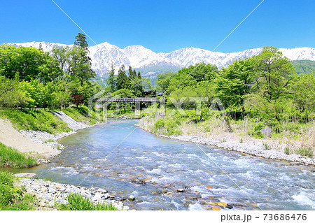 大出公園の新緑と白馬三山 73686476