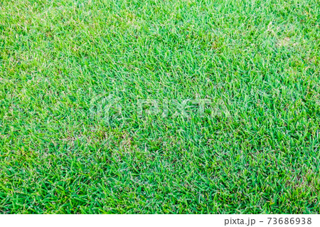 Green fresh grass texture football field Green fresh grass texture football field 73686938