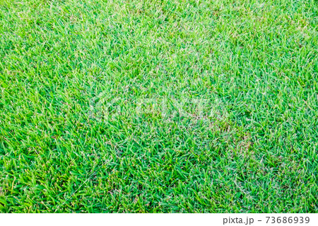 Green fresh grass texture football field Green fresh grass texture football field 73686939