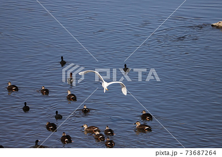 冬の川で泳ぐ水鳥たちの上を飛ぶシラサギ 冬の川で泳ぐ水鳥たちの上を飛ぶシラサギ 73687264