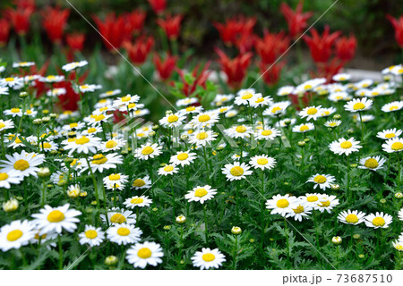 ノースポール 73687510