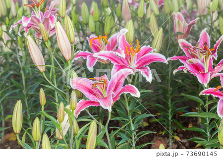 Pink Lilly flowers are beautifully blooming in Chiang Rai Flower Festival at Thailand. 73690145
