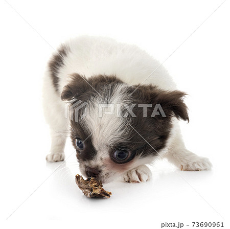 chihuahua in studio 73690961