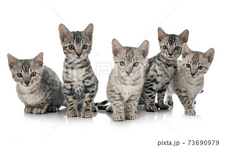 bengal kitten in studio 73690979
