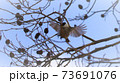 コガラ（小鳥）木に激突したか？！ 73691076