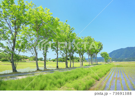 夏井のハザ木 73691388
