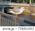 阪神尼崎駅前　庄下川のユリカモメ 73691401