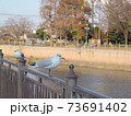 阪神尼崎駅前　庄下川のユリカモメ 73691402