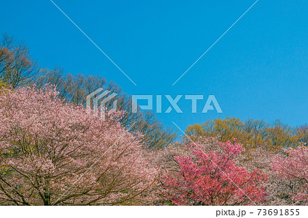 さくら さくら 73691855
