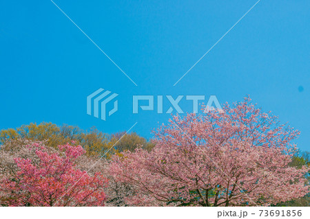 さくら 73691856