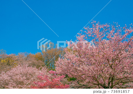 さくら さくら 73691857