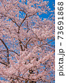 さくら 73691868