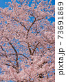 さくら 73691869