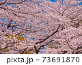 さくら 73691870