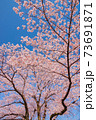 さくら 73691871