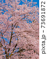 さくら 73691872