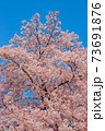さくら 73691876