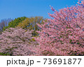 さくら 73691877