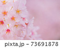 さくら 73691878