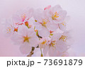 さくら 73691879