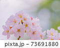 さくら 73691880