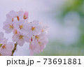 さくら 73691881