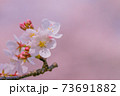 さくら 73691882