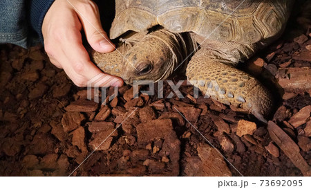 カメと手を繋いでいる写真 カメと手を繋いでいる写真 73692095