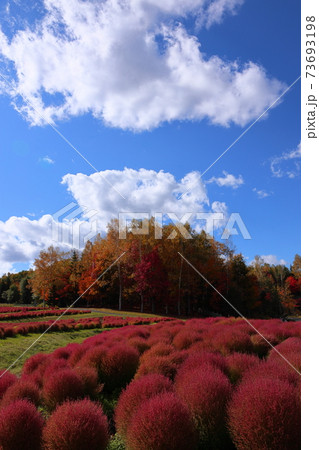 秋晴れの空 73693198