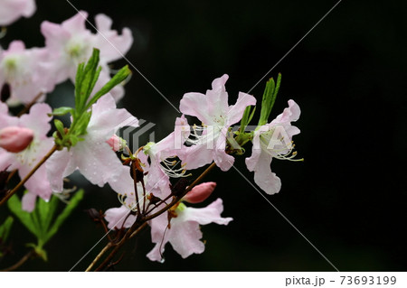 小雨の中のつつじ 73693199