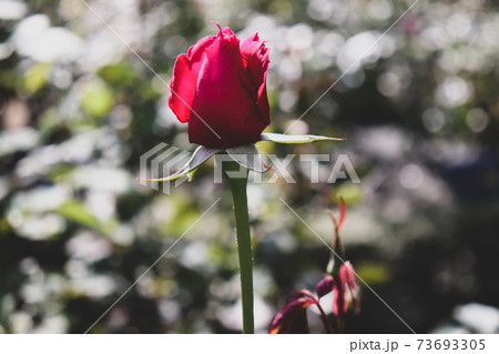 美しいバラの花　かわいい　薔薇　ローズ　綺麗な花　赤い薔薇 73693305