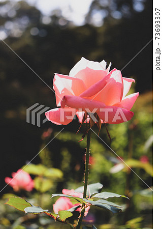 美しいバラの花 かわいい 薔薇 ローズ 綺麗な花 ガーデンの写真素材