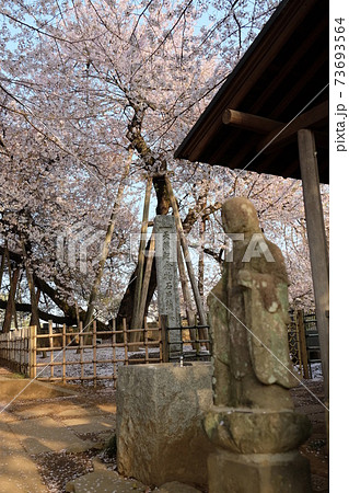 埼玉県北本市　天然記念物　日本五大桜　満開の石戸蒲ザクラ 73693564