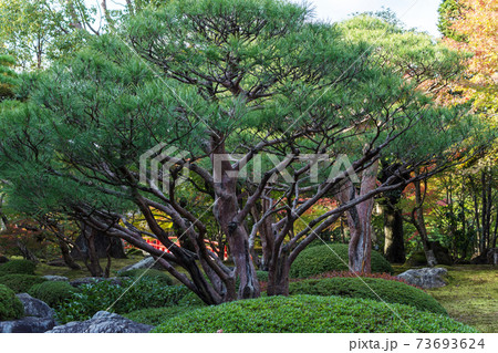 晩秋の和風庭園 赤松を植えた日本庭園の写真素材