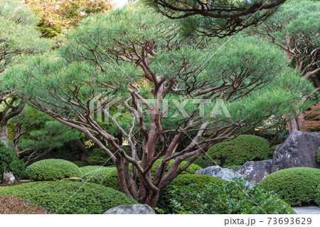 晩秋の和風庭園　赤松を植えた日本庭園 73693629
