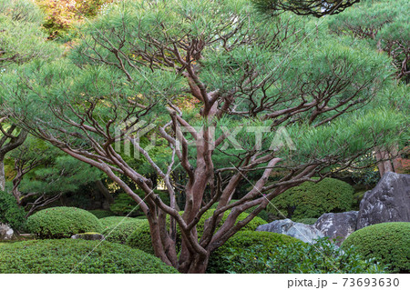 晩秋の和風庭園　赤松を植えた日本庭園 73693630