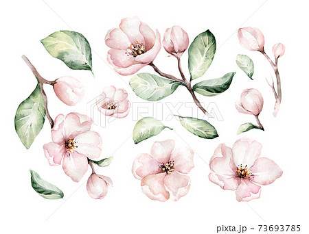 Watercolor boho blossom flower set. Spring or summer decoration floral bohemian design. Watercolour isolated. foliage illustration with cherry, green leaf, feather. Botanical aquarelle 73693785