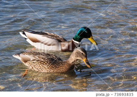 琵琶湖で冬を越すマガモのペア 琵琶湖で冬を越すマガモのペア 73693835