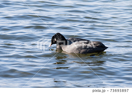 冬の琵琶湖の水鳥、オオバン 73693897
