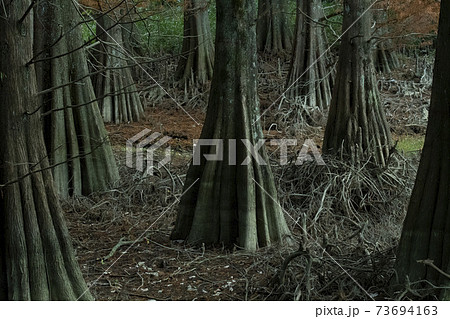 幻想的な九大の森 幻想的な九大の森 73694163