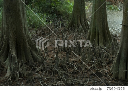 幻想的な九大の森 幻想的な九大の森 73694396