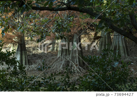 幻想的な九大の森 73694427