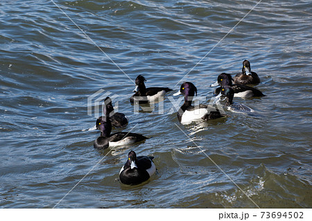 冬の季節風と大きな波の中で越冬する琵琶湖の水鳥の写真素材 [73694502