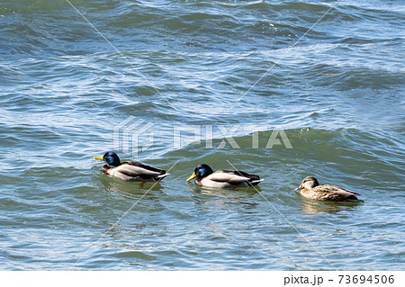 冬の季節風と大きな波の中で越冬する琵琶湖の水鳥の写真素材 [73694506