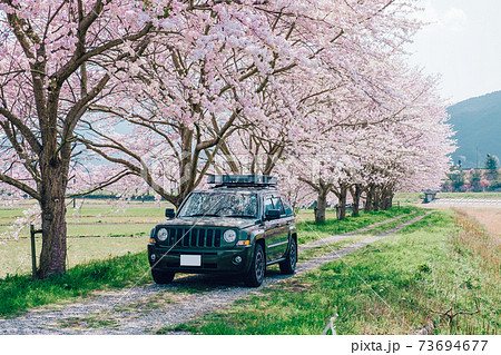 桜並木沿いをドライブする車 桜並木沿いをドライブする車 73694677
