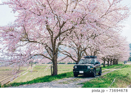 桜並木沿いをドライブする車 桜並木沿いをドライブする車 73694678