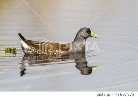 Spot flanked Gallinule Spot flanked Gallinule 73697578