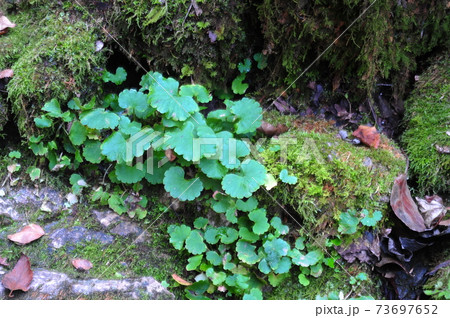 滝 スポット 川 73697652